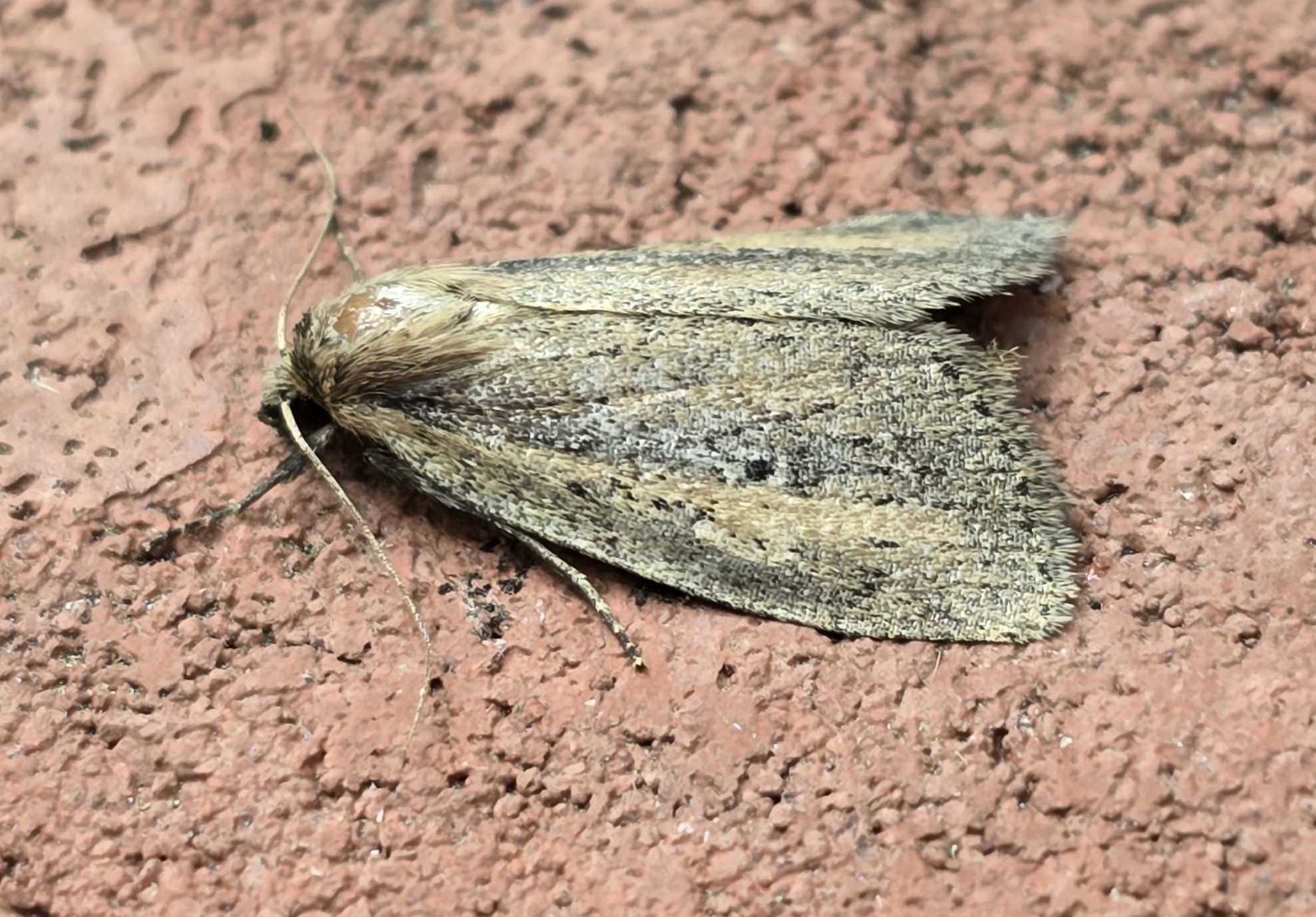 Photo of Brown-veined Wainscot (Archanara dissoluta)